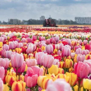 Keukenhof